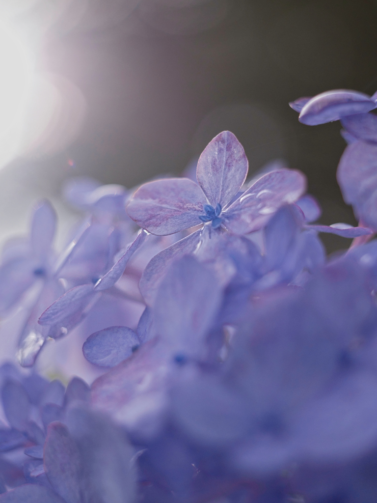 サウナの中の紫陽花