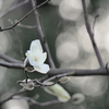 花開いて