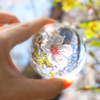 クリスタルボールに桜を閉じ込めて！