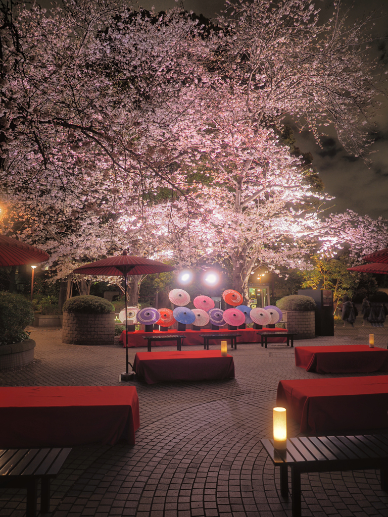 和を感じる夜桜