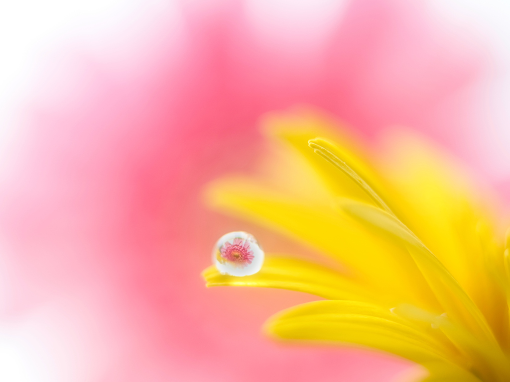 雫の中に花を閉じ込めて