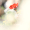 紅一点