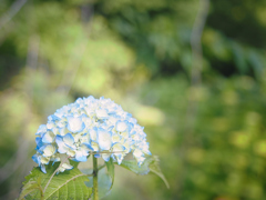 色付く紫陽花