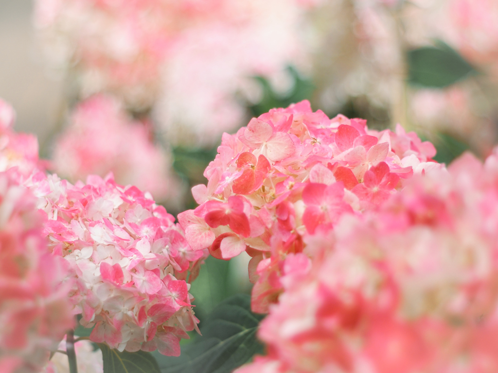 いろんな紫陽花