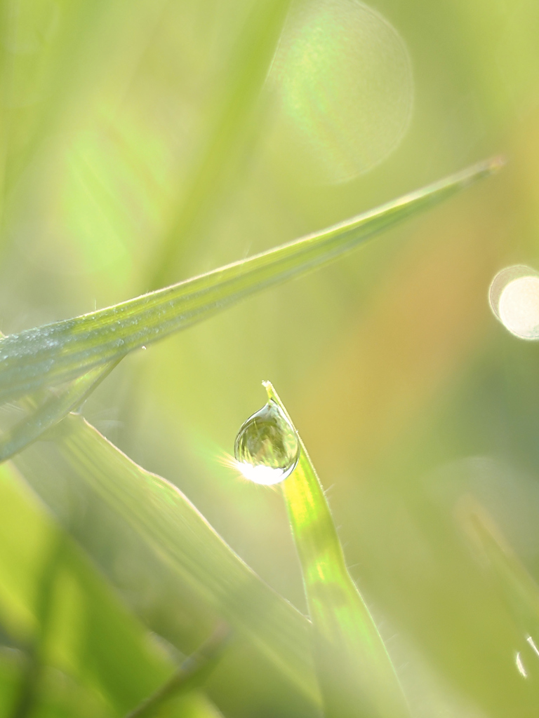 朝の雫