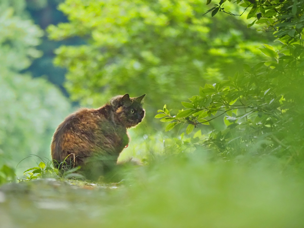 眺める猫