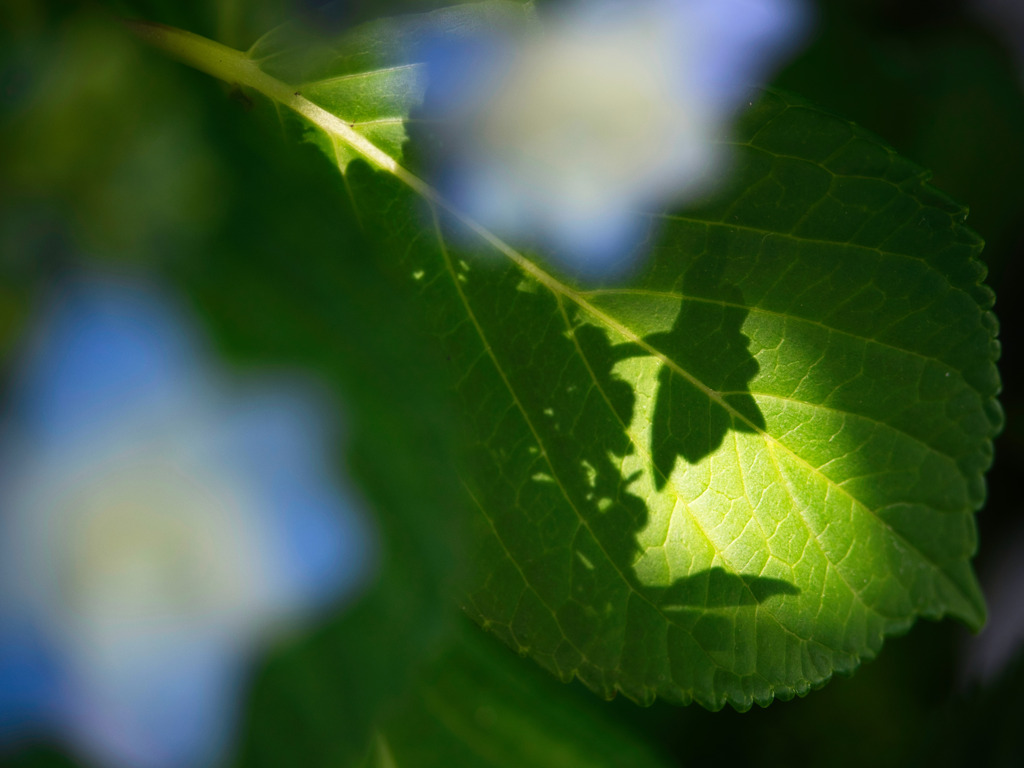 紫陽花のキリトリセカイ