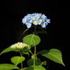 凛とした紫陽花