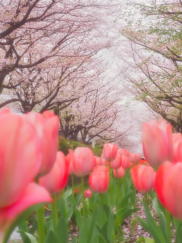 チューリップ目線の花見