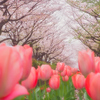 チューリップ目線の花見