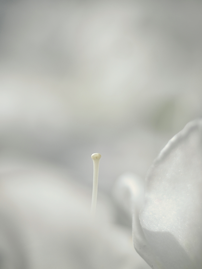 ツツジのキリトリセカイ