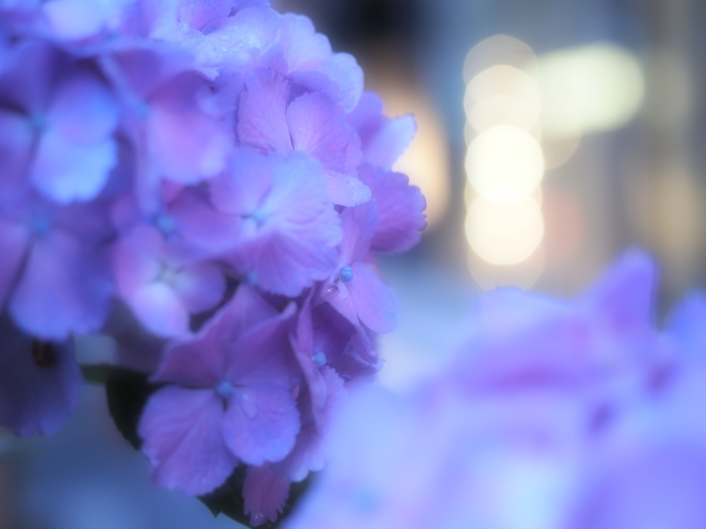 紫陽花と光の雫