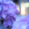 紫陽花と光の雫
