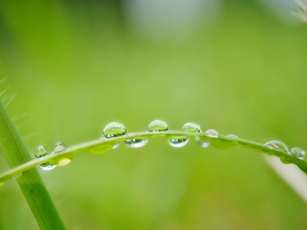 雨上がりのアクセサリー