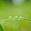 雨上がりのアクセサリー