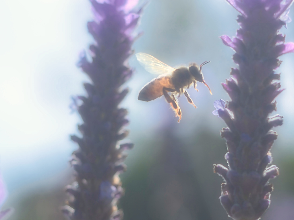 朝活する蜂