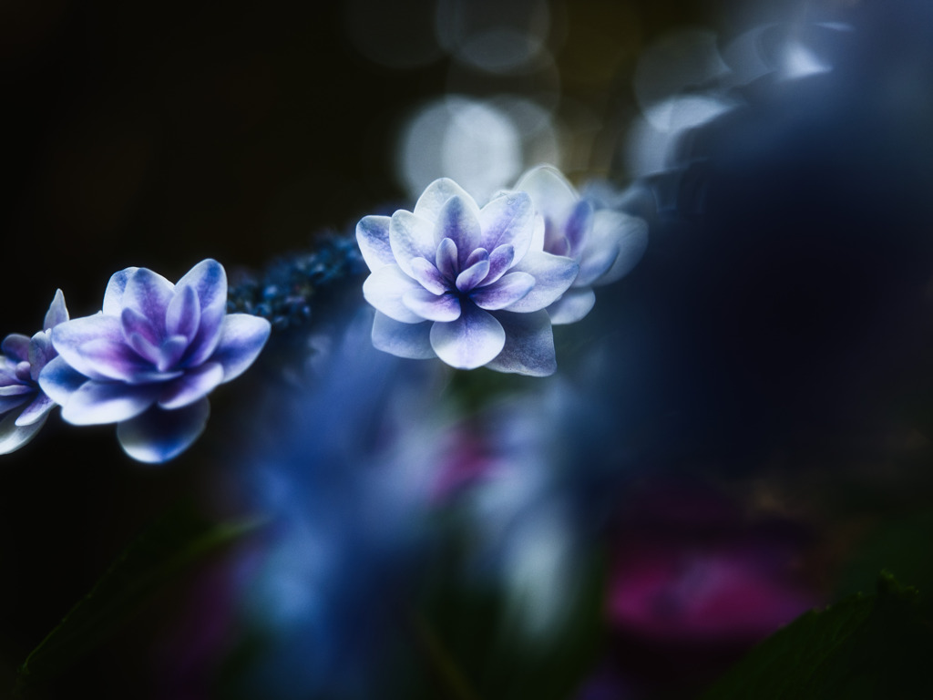 紫陽花の一面