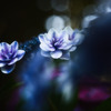 紫陽花の一面