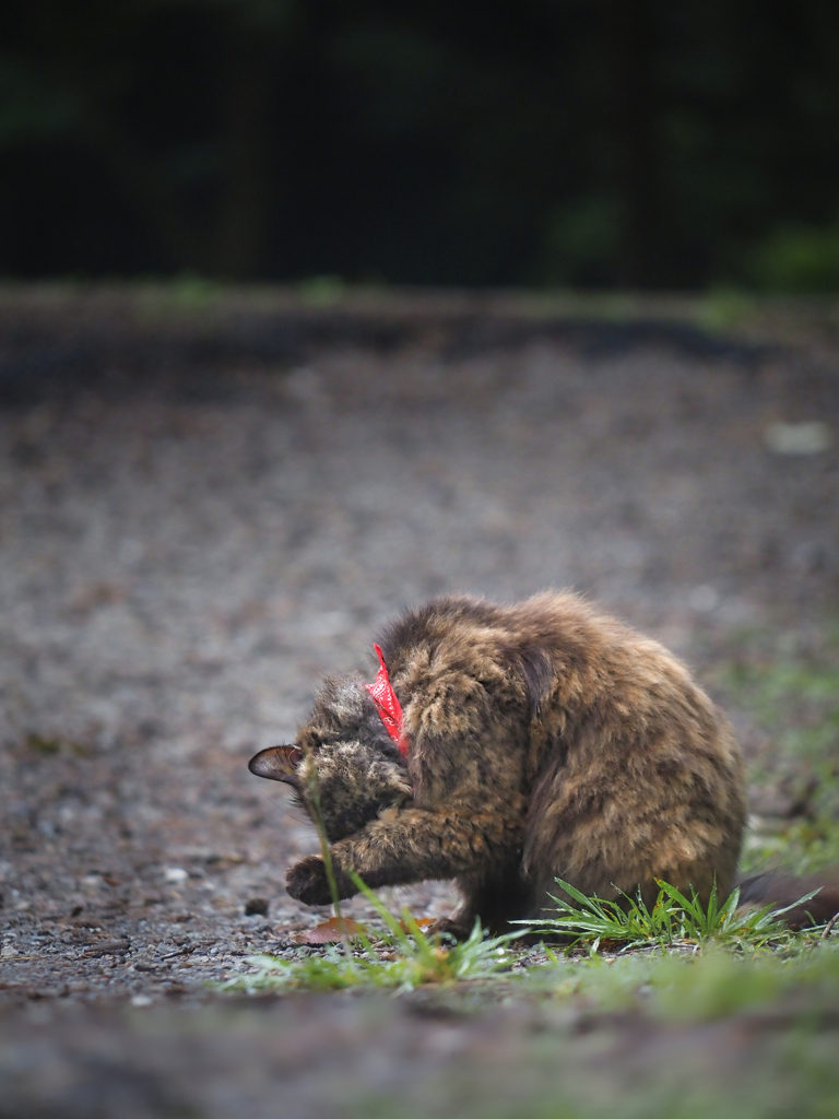 恥ずかしい猫