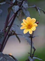 何のお花かな？