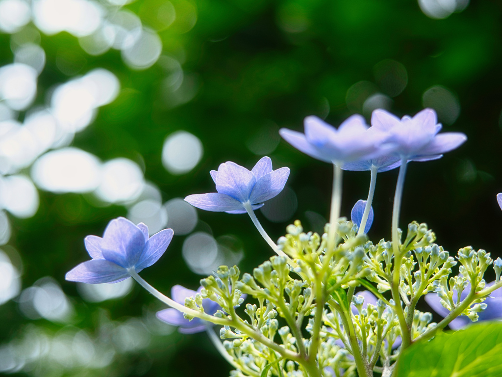 幸せを受け止める紫陽花