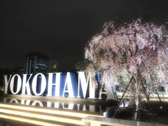 YOKOHAMA SAKURA