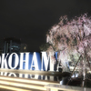 YOKOHAMA SAKURA