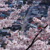 天空の桜