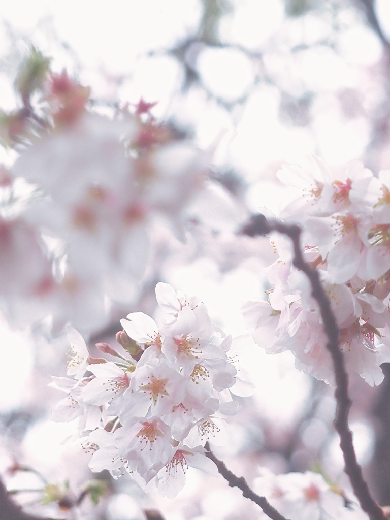 花の移り変わり