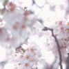 花の移り変わり