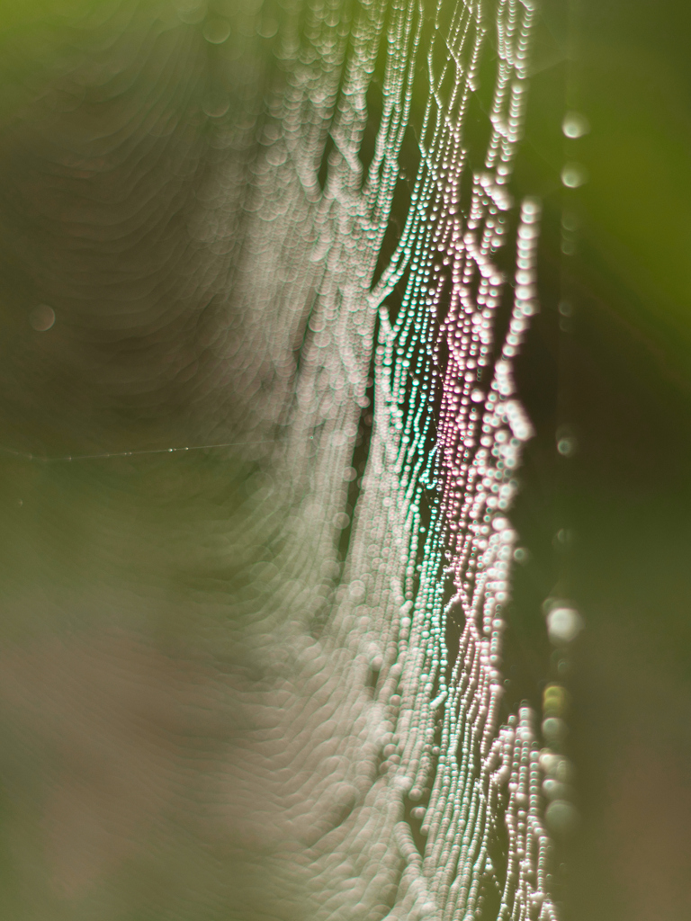 水滴と蜘蛛の巣
