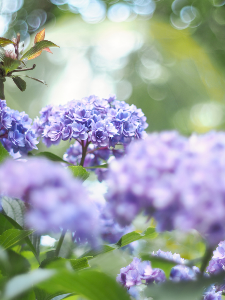 オールドレンズで紫陽花を