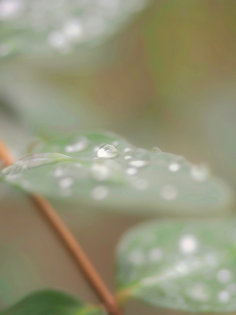 蔵出し雫