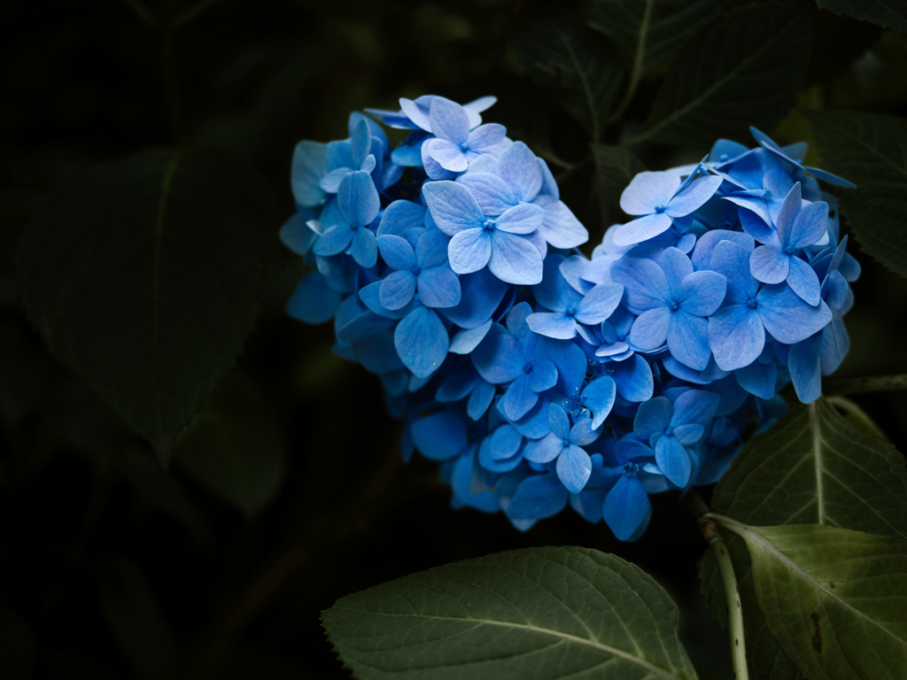 原点に立ち返る紫陽花ハート