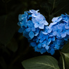 原点に立ち返る紫陽花ハート