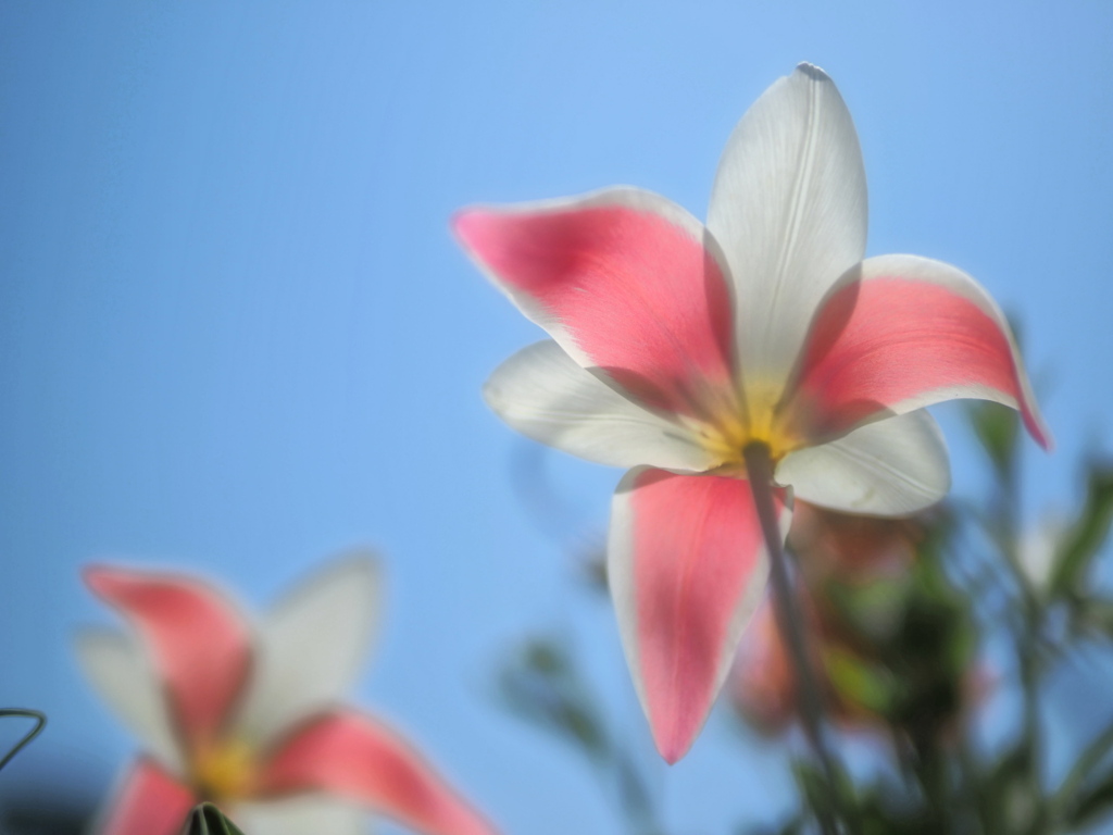 薄い花びら