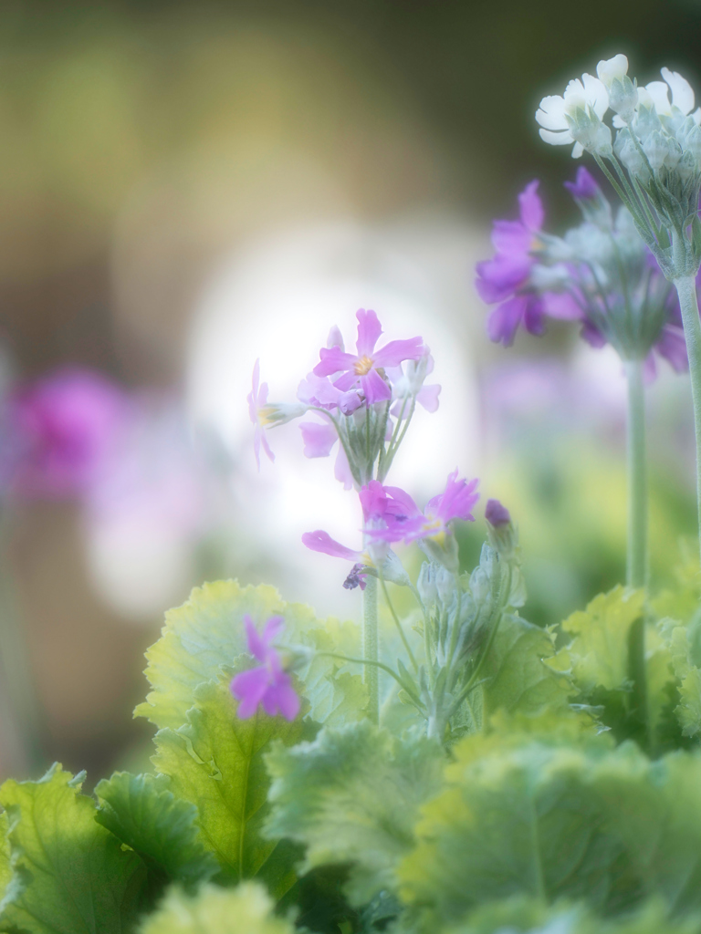 やさしいお花