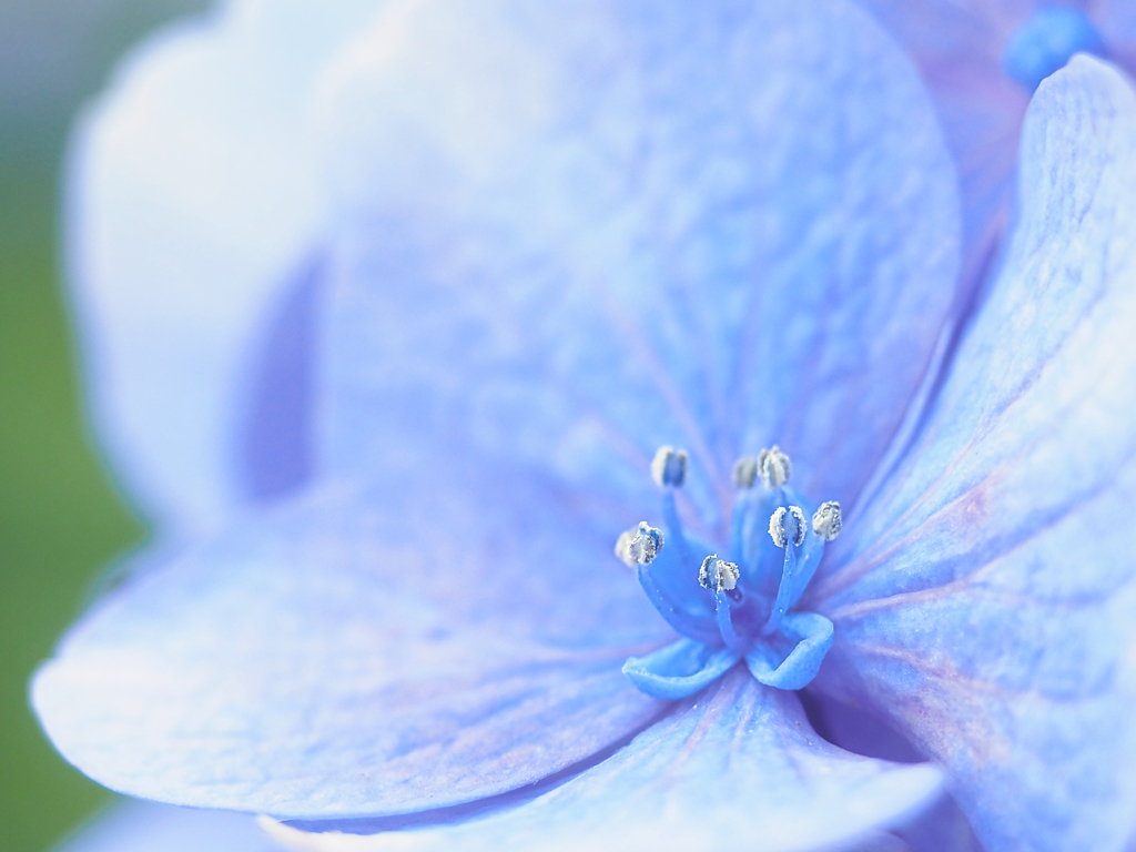 紫陽花の中の生け花