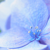 紫陽花の中の生け花