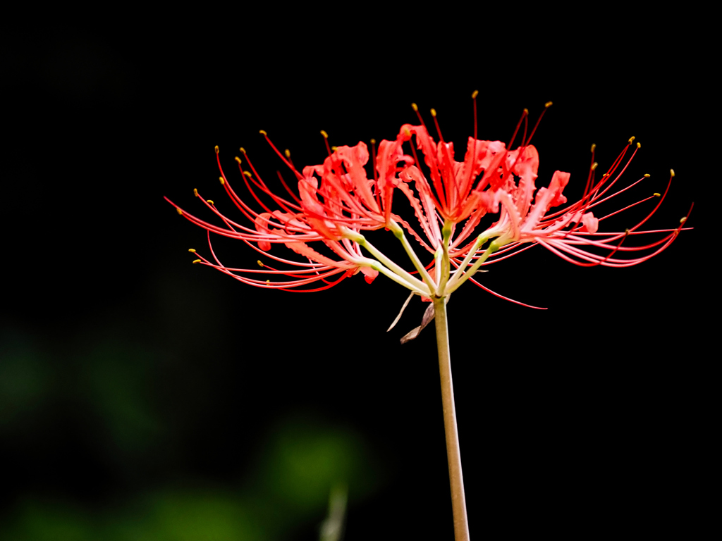 秋の花