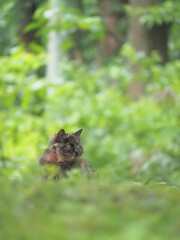 今朝の迷い猫の様子