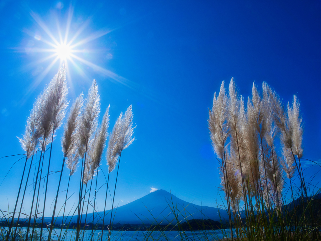 パンパスグラスと富士山