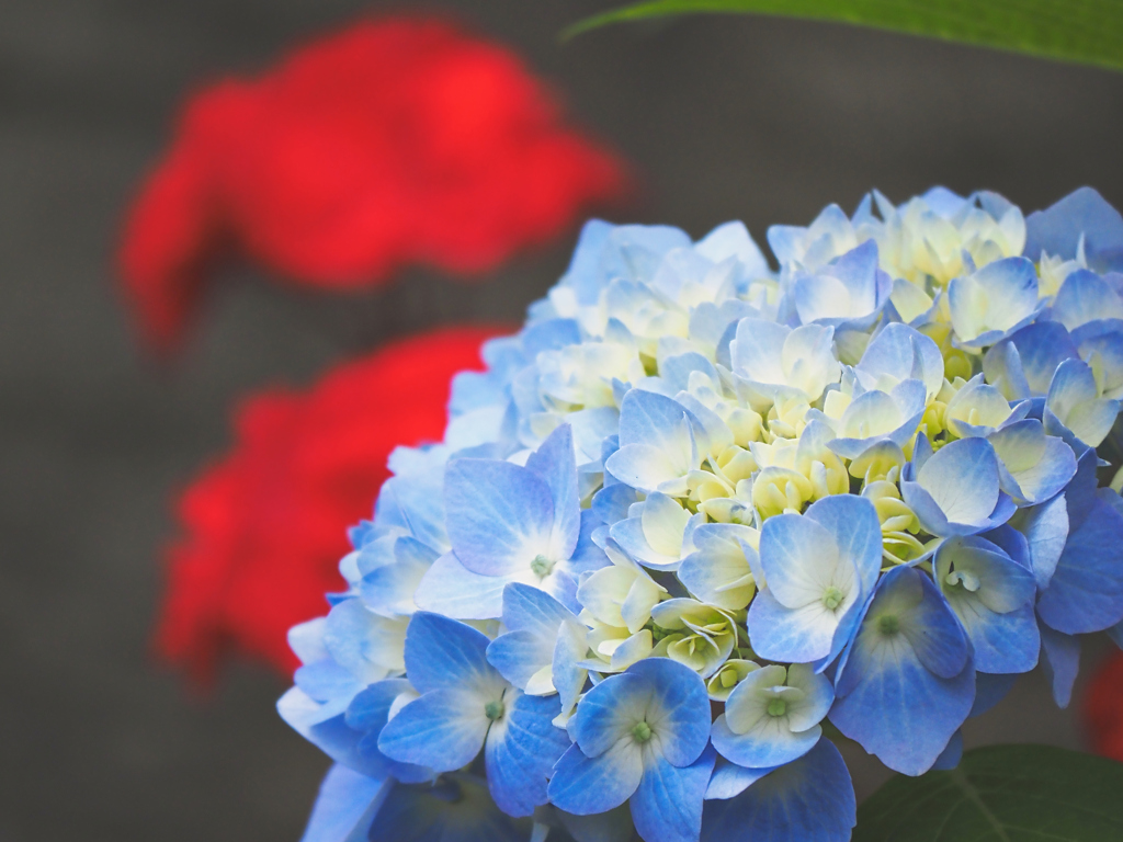 紫陽花とコントラスト