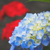 紫陽花とコントラスト