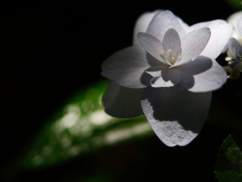 浮き上がる紫陽花