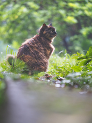 この猫が雨で流すもの