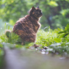 この猫が雨で流すもの