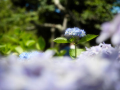 RINとした紫陽花