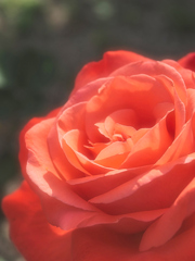 心を温めてくれる薔薇
