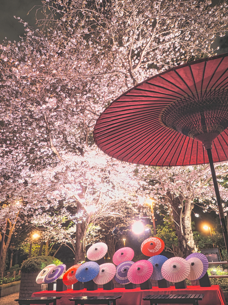 和傘と桜